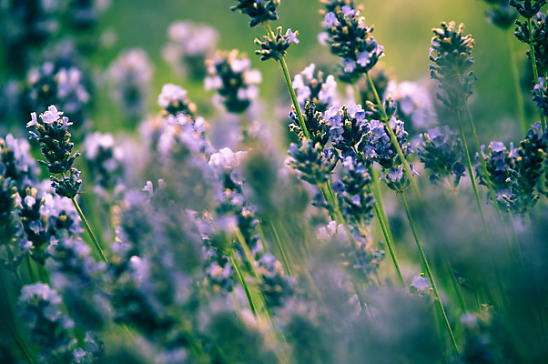 포토 JPG 해외이미지 식물 디자인 꽃 분홍색 꽃다발 백그라운드 컨셉 꽃무늬 밭 추상 건강 사람없음 치료 장식 파란색 정원 보라색 거품 벚꽃 흰색 신선 다발 허브 제비꽃 유기농 향기 아로마 향 아로마테라피 테라피 라벤더 내추럴 스타일 카피스페이스 해외202004 해외포토 웰빙 컬러 무늬 농업 의학 뷰티 공백 냄새 파일형식 이미지허브