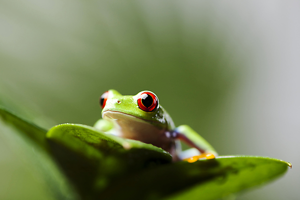 포토 JPG 해외이미지 주간 한마리 야생동물 잎 양서류 사람없음 야외 아웃포커스 청개구리 해외202004 해외포토 자연요소 식물 동물 1 촬영기법 개구리 파일형식 이미지허브