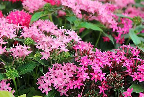 포토 JPG 해외이미지 식물 계절 꽃잎 꽃 분홍색 백그라운드 잎 꽃무늬 자연 결혼식 발렌타인데이 사랑 사람없음 장식 빨간색 초록색 장미 정원 봄 벚꽃 신선 꽃집 아로마 내추럴 해외202004 해외포토 감정 컬러 결혼 무늬 데이이벤트 상점 생태계 파일형식 이미지허브