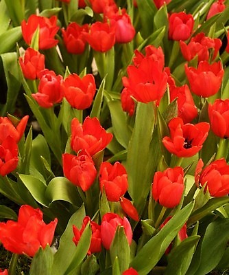 포토 JPG 해외이미지 식물 꽃잎 꽃 분홍색 꽃무늬 오렌지 자연 국화 사람없음 빨간색 여름 세트 컬러풀 장미 노란색 보라색 봄 활발 벚꽃 흰색 신선 개화 그룹 난초 변화 선택 백합 자르기 수집 달리아 제비꽃 묘사 코스모스 데이지 붓꽃 고립 섞기 아욱 많음 피튜니아 해외202004 해외포토 계절 컬러 컨셉 무늬 과일 모션 생태계 파일형식 이미지허브