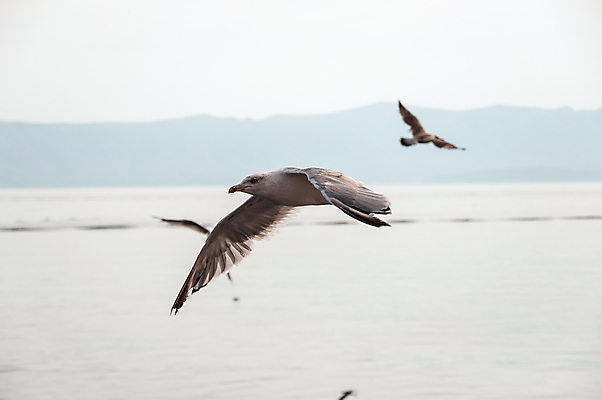 포토 JPG 해외이미지 동물 야생동물 바다 백그라운드 날개 자연 갈매기 조류 하늘 바람 사람없음 야외 물 여름 파란색 펼침 비행 닫기 깃털 부리 해외202004 해외포토 자연요소 계절 컬러 모션 날씨 생태계 파일형식 이미지허브