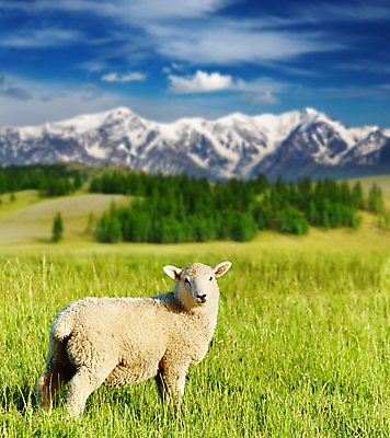 포토 JPG 해외이미지 주간 한마리 풍경 사람없음 야외 농경지 맑음 가축 시골 양 방목 산악지대 해외202004 해외포토 자연요소 동물 1 포유류 날씨 산 농장 축산업 파일형식 이미지허브