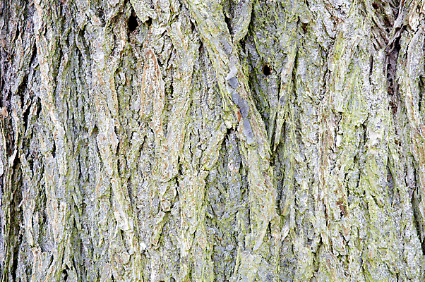 포토 JPG 해외이미지 나무 식물 백그라운드 패턴 자연 날씨 추상 사람없음 목재 갈색 거친 묘사 질감 나무껍질 잡동사니 내추럴 그런지 디테일 해외202004 해외포토 컬러 무늬 재료 껍질 생태계 파일형식 이미지허브