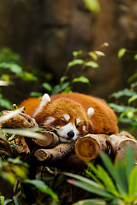 포토 JPG 해외이미지 주간 나무 한마리 잎 사람없음 야외 눕기 귀여움 잠 소프트포커스 레서판다 해외202004 해외포토 자연요소 식물 1 컨셉 포유류 모션 촬영기법 파일형식 이미지허브