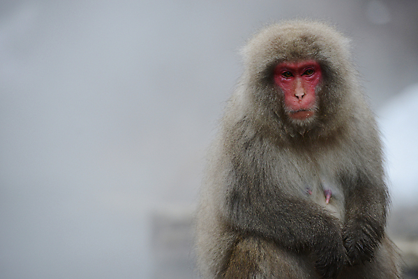 포토 JPG 해외이미지 동물 공원 아시아 얼굴 야생동물 겨울 포유류 자연 휴식 수영장 털 사람없음 일본 스파 목욕 봄 추위 원숭이 뜨거움 유인원 해외202004 해외포토 계절 공공시설 나라 컨셉 신체부위 청결 생태계 파일형식 이미지허브