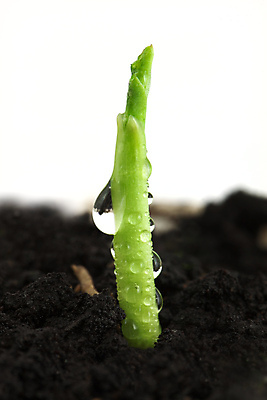 포토 JPG 해외이미지 식물 계절 줄기 백그라운드 컨셉 잎 농업 자연 새로움 옥수수 씨앗 사람없음 초록색 물 농작물 봄 활발 성장 흰색 신선 떨어짐 작음 땅 오브젝트 싱글 유기농 먼지 고립 모종 세련 해외202004 해외포토 자연요소 웰빙 산업 컬러 곡류 크기 생태계 파일형식 이미지허브