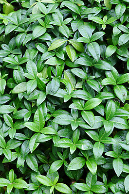 포토 JPG 해외이미지 식물 백그라운드 잎 자연 사람없음 초록색 정원 묘사 원예 질감 해외202004 해외포토 컬러 취미 생태계 파일형식 이미지허브