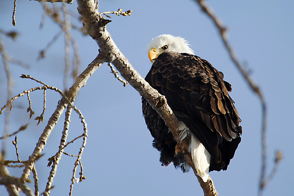 포토 JPG 해외이미지 주간 야생동물 사람없음 야외 독수리 흰머리독수리 해외202004 해외포토 자연요소 동물 조류 파일형식 이미지허브