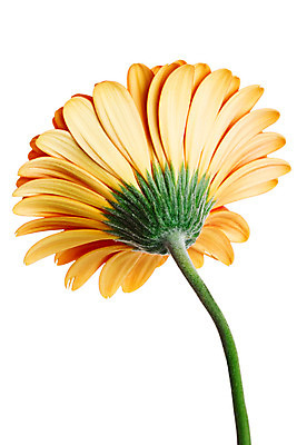 포토 JPG 해외이미지 식물 꽃잎 꽃 줄기 백그라운드 꽃무늬 오렌지 자연 선물 사람없음 초록색 머리 봄 성장 벚꽃 흰색 신선 개화 묘사 싱글 데이지 거베라 고립 해외202004 해외포토 계절 컬러 무늬 과일 신체부위 생태계 파일형식 이미지허브