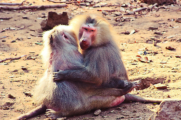 포토 JPG 해외이미지 동물 공원 야생동물 여행 백그라운드 장난 포유류 가족 아프리카 자연 휴가 생물 털 동물원 이집트 미술 풍경 사람없음 검은색 기쁨 원숭이 아기 황무지 숲 사파리 꼬리 서식지 유인원 고립 에티오피아 탄자니아 해외202004 해외포토 공공시설 감정 나라 컬러 관계 문화예술 사람 생태계 파일형식 이미지허브
