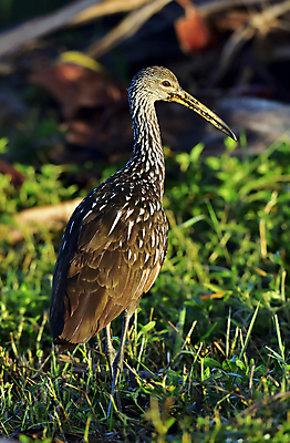 포토 JPG 해외이미지 나무 동물 공원 야생동물 날개 자연 조류 낚시 어류 성인 사람없음 물 미국 외침 잡기 습지 먹기 깃털 달팽이 사냥 베네치아 목 쿠바 동물상 보호구역 수유 전국 플로리다 해외202004 해외포토 자연요소 식물 공공시설 북아메리카 모션 레저 연체동물 사람 신체부위 조형물 수중동물 소리 이탈리아 중앙아메리카 생태계 구역 파일형식 이미지허브