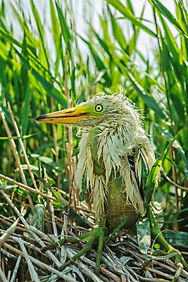 포토 JPG 해외이미지 동물 야생동물 자연 조류 바람 병아리 사람없음 초록색 치킨 흰색 나뭇가지 아기 막대기 둥지 왜가리 깃털 부리 해외202004 해외포토 자연요소 나무 컬러 날씨 사람 생태계 닭고기요리 파일형식 이미지허브