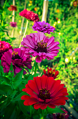 포토 JPG 해외이미지 식물 디자인 계절 공원 꽃잎 꽃 분홍색 백그라운드 잎 꽃무늬 패턴 밭 오렌지 자연 사람없음 야외 장식 빨간색 초록색 컬러풀 노란색 머리 정원 봄 벚꽃 흰색 원형 개화 우아함 원예 내추럴 고립 섞기 해외202004 해외포토 도형 공공시설 컬러 컨셉 무늬 농업 과일 취미 신체부위 생태계 파일형식 이미지허브