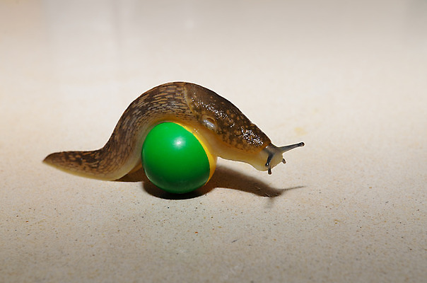 포토 JPG 해외이미지 음식 공 탁자 표면 잔디 사람없음 초록색 노란색 주방 신선 플라스틱 민달팽이 인기 해외202004 해외포토 식물 컬러 가구 재질 파일형식 달팽이_동물 이미지허브