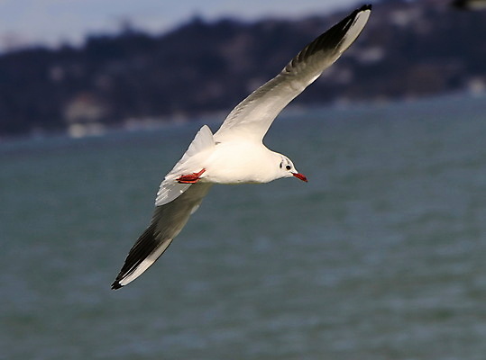 포토 JPG 해외이미지 동물 1 야생동물 바다 백그라운드 자연 벽지 갈매기 조류 하늘 성공 바람 사람없음 야외 물 파란색 빛 평화 맑음 자유 흰색 비행 우아함 닫기 깃털 천국 내추럴 무료 해외202004 해외포토 자연요소 컬러 컨셉 모션 날씨 생태계 파일형식 이미지허브