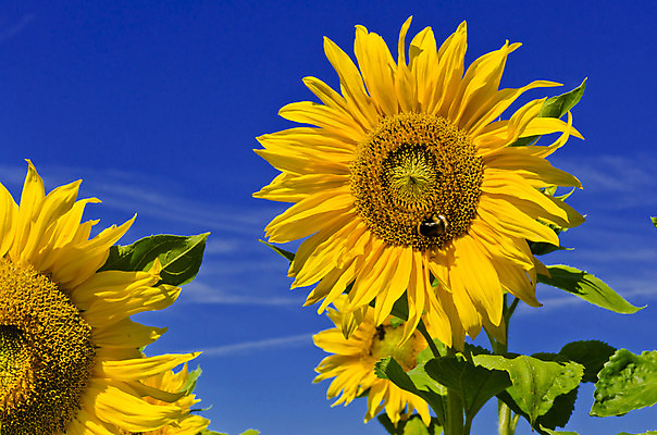 포토 JPG 해외이미지 나무 식물 구름 꽃잎 꽃 나비 곤충 백그라운드 잎 꽃무늬 밭 농업 채소 자연 하늘 해바라기 풍경 사람없음 장식 초록색 여름 파란색 햇빛 태양 노란색 정원 맑음 봄 가을 시골 낟알 천국 생태학 해외202004 해외포토 자연요소 동물 계절 교육 산업 컬러 무늬 날씨 생태계 파일형식 이미지허브