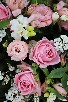 포토 JPG 해외이미지 주간 꽃 분홍색 자연 사람없음 야외 장미 해외202004 해외포토 자연요소 식물 컬러 생태계 파일형식 이미지허브