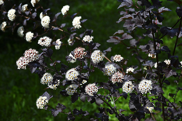 포토 JPG 해외이미지 나무 식물 계절 꽃잎 꽃 꽃다발 백그라운드 잎 꽃무늬 자연 추상 새로움 사랑 사람없음 초록색 여름 태양 정원 중국 봄 벚꽃 흰색 나뭇가지 신선 개화 차 달콤 맛 다발 향수 원예 향기 냄새 아로마 블러 해외202004 해외포토 자연요소 감정 아시아 음료 컬러 컨셉 무늬 취미 화장품 생태계 파일형식 이미지허브