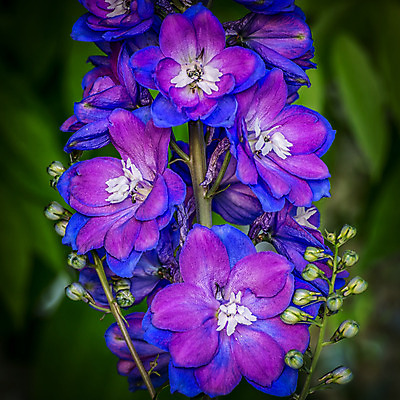 포토 JPG 해외이미지 식물 꽃 자연 풍경 사람없음 초록색 햇빛 정원 봄 벚꽃 가을 해외202004 해외포토 계절 컬러 태양 생태계 파일형식 이미지허브