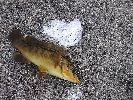포토 JPG 해외이미지 음식 발 자연 낚시 털 어류 사람없음 물 여름 검은색 고양이 회색 바위 흰색 잡기 아스팔트 먹기 꼬리 해외202004 해외포토 자연요소 계절 도로 컬러 포유류 모션 레저 신체부위 반려동물 수중동물 돌_바위 생태계 파일형식 이미지허브
