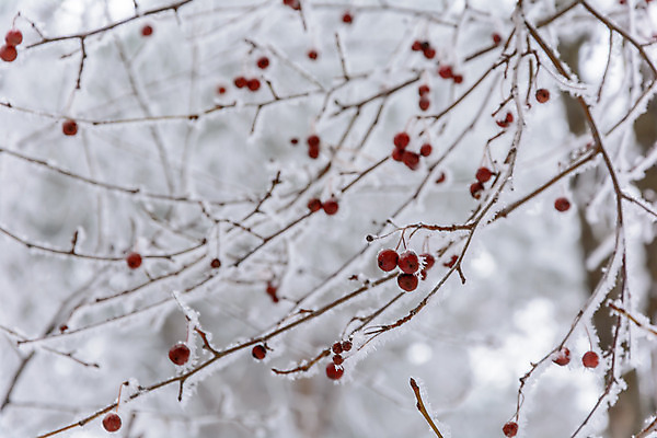 포토 JPG 해외이미지 나무 식물 구름 디자인 계절 공원 열매 음식 여행 백그라운드 크리스마스 겨울 과일 자연 하늘 표면 날씨 풍경 사람없음 야외 목재 빨간색 빛 환경 정원 냉동 얼음 검은색 추위 흰색 나뭇가지 숲 서리 장면 층 내추럴 해외202004 해외포토 자연요소 공공시설 기념일 컬러 재료 생태계 파일형식 이미지허브