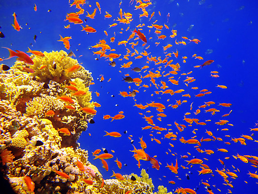 포토 JPG 해외이미지 스포츠 바다 백그라운드 학교 표면 열대 이집트 어류 사람없음 빨간색 물 파란색 세계 햇빛 태양 평화 바닷속 수중 산호 잠수부 큼 만화 에코 다이빙 소금 암초 활기 서식지 소금물 지리 생존 해외202004 해외포토 자연요소 교육 컬러 컨셉 아프리카 환경 수영 수중동물 자포동물 전문직 크기 수중스포츠 파일형식 이미지허브