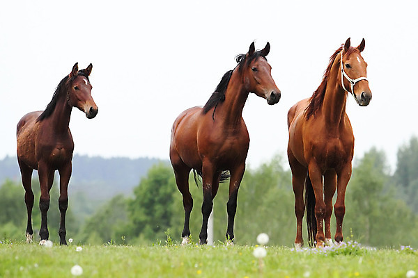 포토 JPG 해외이미지 동물 응시 밭 3 성인 사람없음 빨간색 초록색 파란색 갈색 목장 흰색 시골 아기 승마 군중 민들레 망아지 해외202004 해외포토 시선 꽃 새끼 스포츠 컬러 농업 사람 말_동물 파일형식 이미지허브