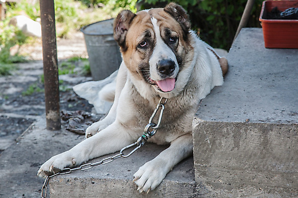 포토 JPG 해외이미지 동물 백인 1 응시 포유류 주택 경비 사람없음 야외 반려동물 개 보호 보안 해외202004 해외포토 서양인 시선 컨셉 안전 건물 파일형식 이미지허브