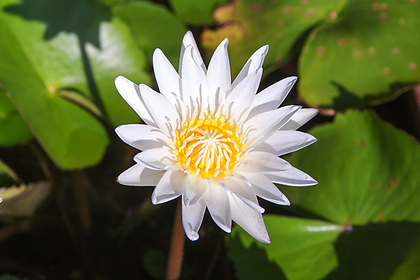 포토 JPG 해외이미지 식물 계절 꽃잎 꽃 줄기 우산 자연 동양인 사람없음 초록색 노란색 평화 정원 고요 봄 벚꽃 원형 개화 싱글 꼬투리 해외202004 해외포토 도형 컬러 컨셉 인종 생태계 파일형식 이미지허브