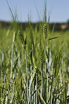 포토 JPG 해외이미지 식물 음식 농업 채소 자연 콩 옥수수 사람없음 초록색 경작 모임 수확 시골 못 상품 낟알 시리얼 밀 유기농 보리 스파이크 밭일 식용 심기 파종 호밀 귀리 해외202004 해외포토 웰빙 산업 컬러 모션 곡류 농사 공구 생태계 파일형식 이미지허브