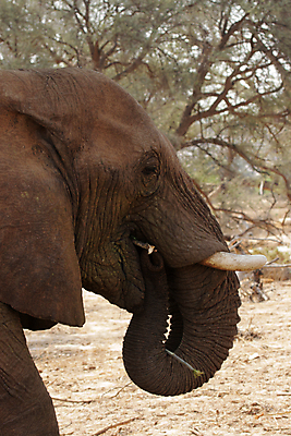 포토 JPG 해외이미지 동물 야생동물 포유류 아프리카 자연 코끼리 건조 사람없음 회색 사막 주름 큼 사파리 나미비아 스텝 해외202004 해외포토 나라 컬러 크기 생태계 남아프리카 파일형식 이미지허브