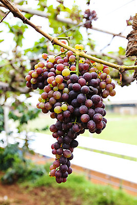 포토 JPG 해외이미지 식물 열매 음식 농업 과일 자연 포도 사람없음 빨간색 초록색 여름 농장 와인 정원 보라색 검은색 수확 가을 시골 신선 달콤 포도밭 포도나무 내추럴 숙성 해외202004 해외포토 계절 산업 컬러 밭 주류 맛 과일나무 생태계 파일형식 이미지허브