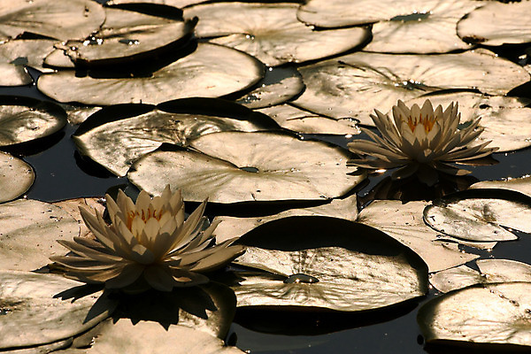 포토 JPG 해외이미지 식물 템플릿 디자인 꽃잎 꽃 분홍색 백그라운드 꽃무늬 자연 프레임 사람없음 장식 초록색 정원 봄 벚꽃 흰색 신용카드 발표 개화 우아함 이국적 정중 해외202004 해외포토 계절 컬러 컨셉 무늬 금융 생태계 파일형식 이미지허브