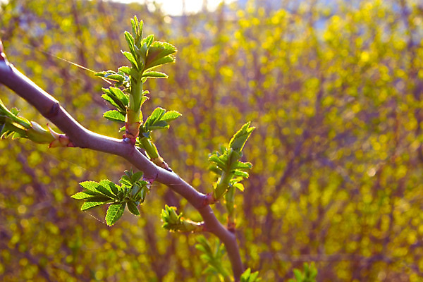 포토 JPG 해외이미지 나무 식물 계절 공원 꽃잎 줄기 잎 자연 새로움 사람없음 야외 가로 초록색 빛 태양 환경 정원 봄 성장 벚꽃 나뭇가지 숲 4월 땅 해외202004 해외포토 자연요소 공공시설 꽃 컬러 컨셉 날짜 생태계 파일형식 이미지허브