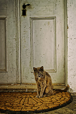 포토 JPG 해외이미지 동물 응시 벽 백그라운드 출입구 거리 주택 털 앉기 사람없음 야외 목재 반려동물 문 검은색 고양이 복고 옛날 해외202004 해외포토 나무 시선 컬러 재료 포유류 모션 건물 파일형식 이미지허브