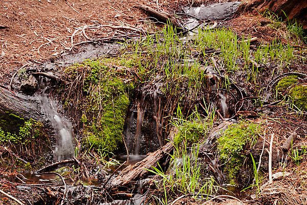 포토 JPG 해외이미지 나무 공원 여행 잎 자연 하늘 휴가 산 풍경 사람없음 미국 숲 큼 캘리포니아 나무껍질 상록수 거인 내추럴 서쪽 승인 옛날 전국 해외202004 해외포토 식물 공공시설 북아메리카 껍질 크기 방향 생태계 파일형식 이미지허브
