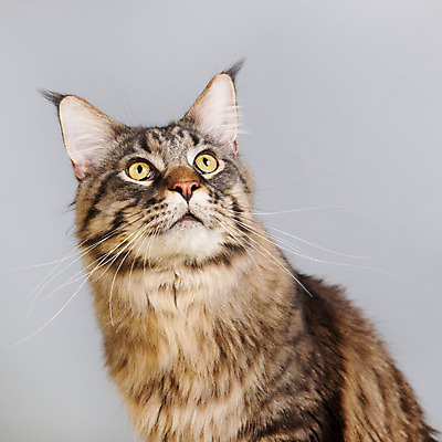 포토 JPG 해외이미지 동물 백그라운드 사람없음 반려동물 컬러풀 갈색 고양이 회색 큼 얼룩무늬 기르기 유래 해외202004 해외포토 컬러 무늬 포유류 크기 돌봄 파일형식 이미지허브