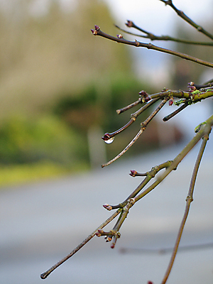 포토 JPG 해외이미지 나무 겨울 자연 아침 사람없음 초록색 물 봄 촉촉함 흐름 가을 물방울 나뭇가지 신선 원형 떨어짐 숲 이슬 묘사 유기농 나무껍질 벌거벗은 해외202004 해외포토 주간 자연요소 도형 식물 웰빙 계절 컬러 컨셉 젖음 껍질 생태계 파일형식 이미지허브