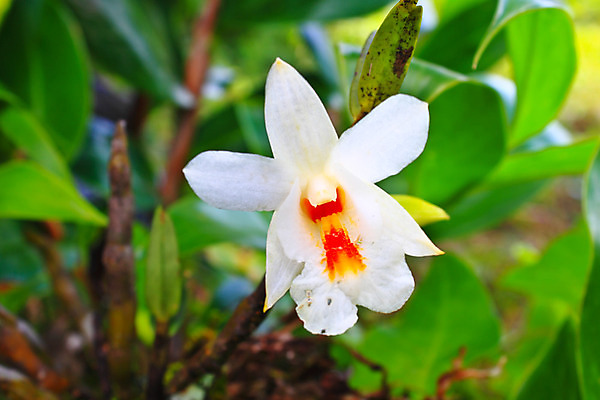 포토 JPG 해외이미지 나무 식물 꽃 아시아 야생동물 잎 태국 자연 동양인 사람없음 야외 초록색 컬러풀 나뭇가지 난초 황무지 숲 열대우림 내추럴 해외202004 해외포토 동물 나라 컬러 인종 생태계 파일형식 이미지허브