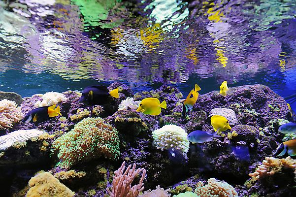 포토 JPG 해외이미지 동물 야생동물 바다 섬 여행 백그라운드 학교 자연 휴가 바닥 이집트 어류 풍경 사람없음 빨간색 물 파란색 컬러풀 노란색 환경 바닷속 수중 수영 스노클링 산호 아래 다이빙 암초 수족관 내추럴 깊이 소금물 이국적 해외202004 해외포토 자연요소 교육 컬러 아프리카 수중동물 수상스포츠 자포동물 방향 생태계 위치 수중스포츠 파일형식 이미지허브