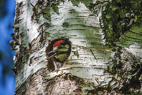 포토 JPG 해외이미지 나무 응시 유럽 야생동물 어린이 곤충 날개 자연 조류 병아리 노르웨이 사람없음 목재 빨간색 여름 컬러풀 머리 검은색 놀람 봄 흰색 아기 점 구멍 둥지 숲 작음 큼 손목시계 깃털 묘사 호기심 부리 수유 해외202004 해외포토 식물 동물 시선 계절 감정 나라 시계 컬러 컨셉 재료 장신구 표정 사람 신체부위 크기 생태계 파일형식 이미지허브