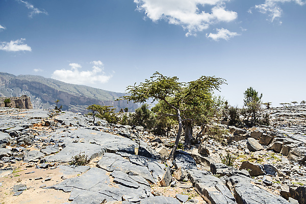 포토 JPG 해외이미지 나무 도로 모래 여행 자국 자연 하늘 산 건조 풍경 사람없음 야외 골짜기 계곡 트래킹 사막 탐험 거친 황무지 중앙 언덕 아라비아 동쪽 깊이 루트 선로 오지 원정 지질학 해외202004 해외포토 식물 교육 길 교통시설 레저 방향 생태계 파일형식 이미지허브