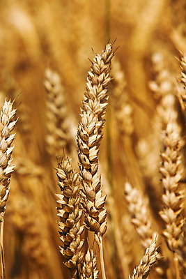 포토 JPG 해외이미지 식물 계절 산업 음료 음식 빵 줄기 잎 패턴 밭 농업 곡선 오렌지 부분 자연 새로움 건조 옥수수 씨앗 풍경 사람없음 야외 여름 농작물 햇빛 노란색 성장 시골 황금 낟알 시리얼 밀 가득함 날것 장면 밀짚 숙성 호밀 세련 해외202004 해외포토 선 컬러 컨셉 무늬 과일 곡류 태양 짚 생태계 파일형식 이미지허브