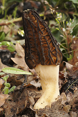 포토 JPG 해외이미지 음식 줄기 재료 자연 요리 사람없음 목재 갈색 노란색 머리 버섯 봄 성장 시골 신선 고명 주름 맛 숲 묘사 준비 유기농 날것 충동구매 스펀지 내추럴 곰팡이 생태학 식용 식품점 진실 캡모자 해외202004 해외포토 나무 식물 모자_잡화 웰빙 계절 교육 컬러 컨셉 신체부위 쇼핑 상점 생태계 과소비 파일형식 이미지허브