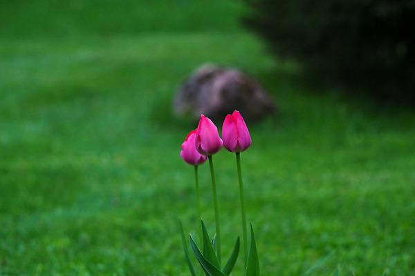 포토 JPG 해외이미지 꽃 백그라운드 꽃무늬 밭 자연 휴가 휴식 산 주택 풍경 사람없음 여름 노란색 여행객 봄 산책 시골 개화 오스트리아 스위스 상업 알프스 외양간 잘츠부르크 해외202004 해외포토 식물 계절 유럽 컬러 컨셉 무늬 농업 사람 건물 생태계 파일형식 이미지허브