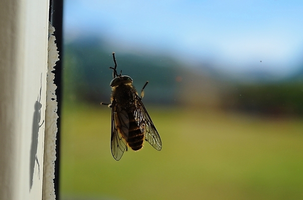 포토 JPG 해외이미지 야생동물 곤충 날개 창문 자연 유리 주택 실내 노르웨이 사람없음 여름 검은색 흰색 원형 시원함 북극 북쪽 찌르기 토막 내추럴 북극해 많음 못생김 해외202004 해외포토 도형 동물 계절 유럽 바다 컬러 컨셉 모션 재질 내부 건물 극지방 방향 생태계 파일형식 이미지허브