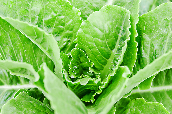 포토 JPG 해외이미지 식물 음식 잎 농업 채소 자연 건강 사람없음 초록색 물 농장 환경 정원 샐러드 성장 신선 상추 유기농 밭일 온실 해외202004 해외포토 자연요소 웰빙 산업 컬러 생태계 파일형식 이미지허브