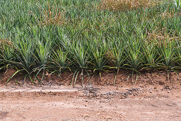 포토 JPG 해외이미지 나무 식물 음식 백그라운드 잎 농업 과일 자연 건강 손바닥 사람없음 야외 초록색 농장 정원 성장 신선 달콤 파인애플 말레이시아 내추럴 채식주의자 해외202004 해외포토 손 산업 아시아 컬러 맛 열대과일 생태계 채식 파일형식 이미지허브