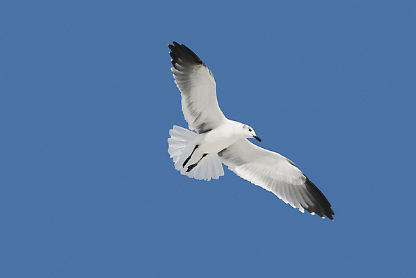포토 JPG 해외이미지 동물 한마리 야생동물 바다 날개 자연 갈매기 조류 하늘 웃음 사람없음 공중 파란색 검은색 펼침 흰색 비행 파란배경 고립 해외202004 해외포토 1 컬러 백그라운드 모션 표정 생태계 파일형식 이미지허브