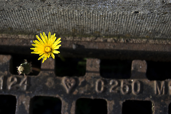 포토 JPG 해외이미지 식물 꽃 거리 사람없음 숫자 계곡 민들레 해외202004 해외포토 문자 파일형식 이미지허브